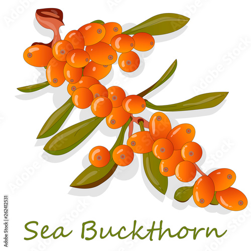 Branch of sea buckthorn berries with leaves. Vector illustration set on white background.