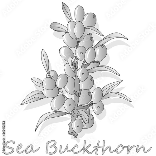 Branch of sea buckthorn berries with leaves. Vector illustration set on white background.