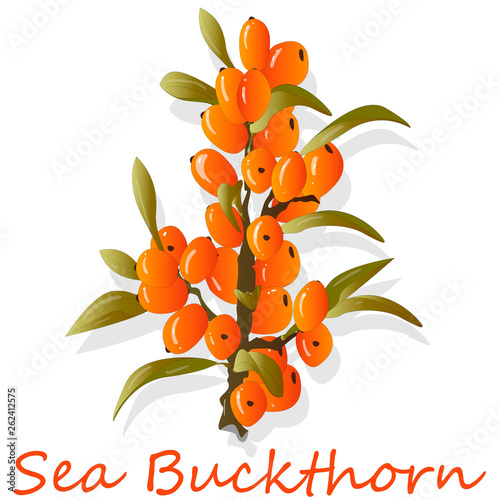 Branch of sea buckthorn berries with leaves. Vector illustration set on white background.