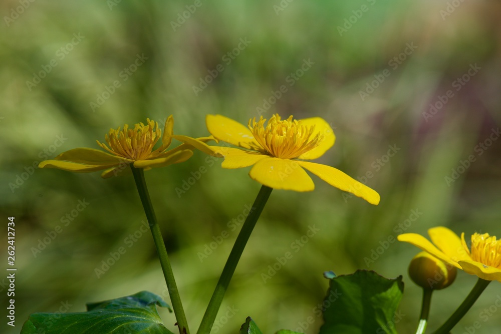 Fototapeta premium yellow flowers in garden
