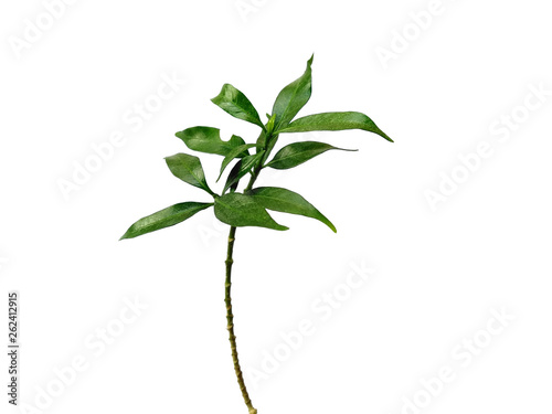 Green leaves isolated on white background. Tree or plant on white background.