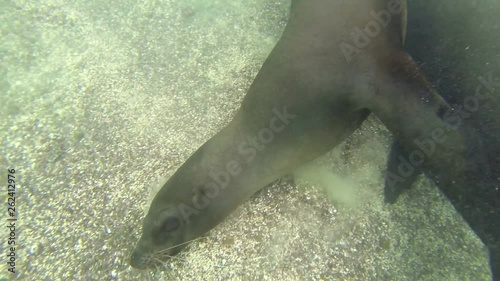 Sea lion Galapagos under water Beautiful under water shot of Sea lion swims and play with the cameraman photo