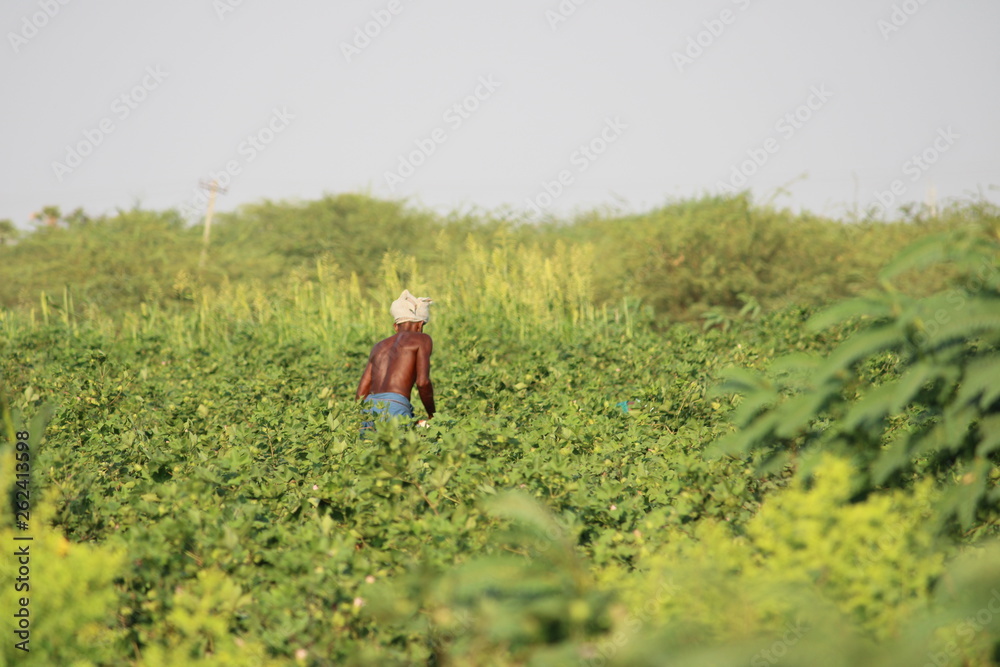 Fototapeta premium farmer at the field