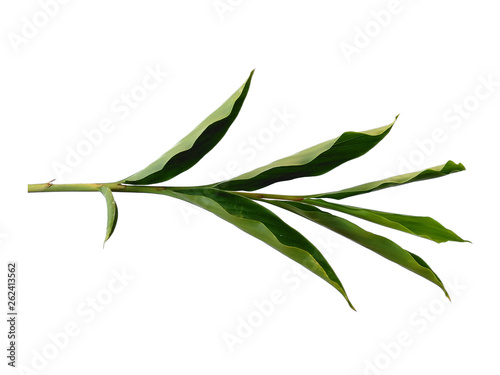 Green leaves isolated on white background. Tree or plant on white background.