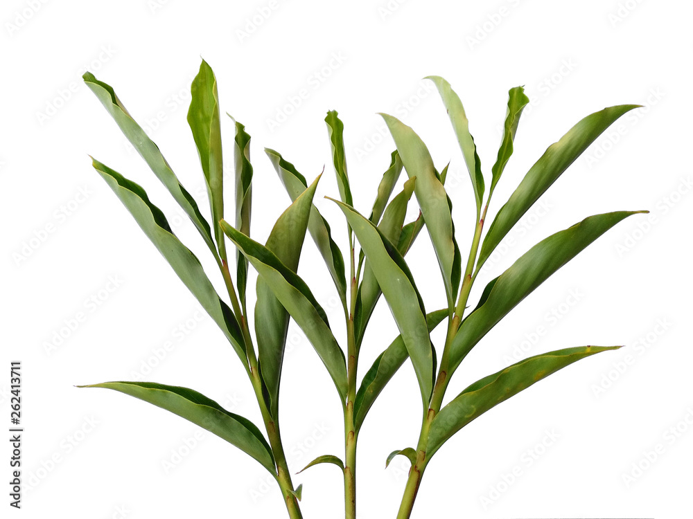 Fototapeta premium Green leaves isolated on white background. Tree or plant on white background.