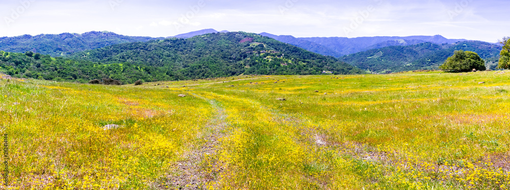 Goldfield wildflowers blooming in south San Francisco bay; verdant hills visible in the background; San Jose, California