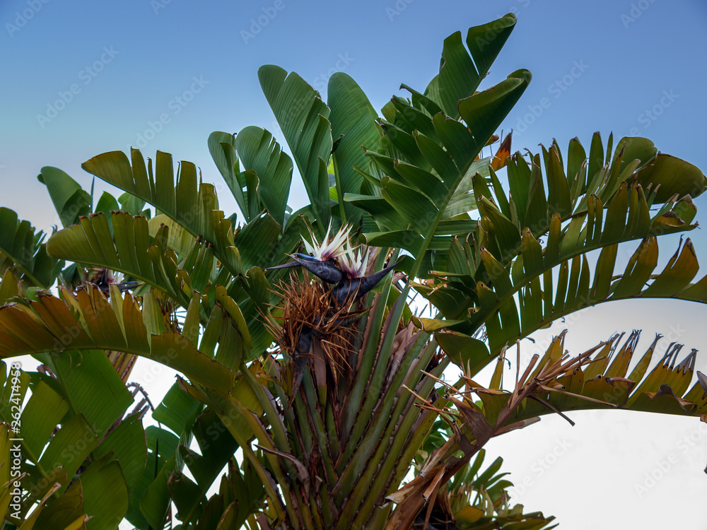 Fototapeta premium Blüten der weißen Strelitzie