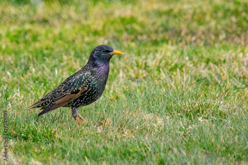 Starling in grass