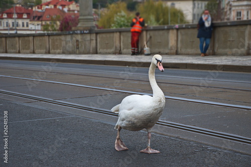 Fototapeta Naklejka Na Ścianę i Meble -  Swan walking the streets of Prague
