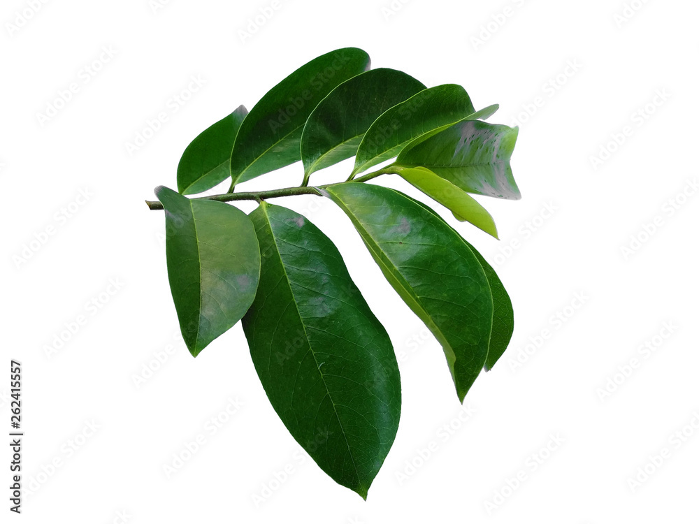Soursop leaves on white background. Annona muricata isolated on white background. Soursop leaves on white background. Annona muricata isolated on white background.