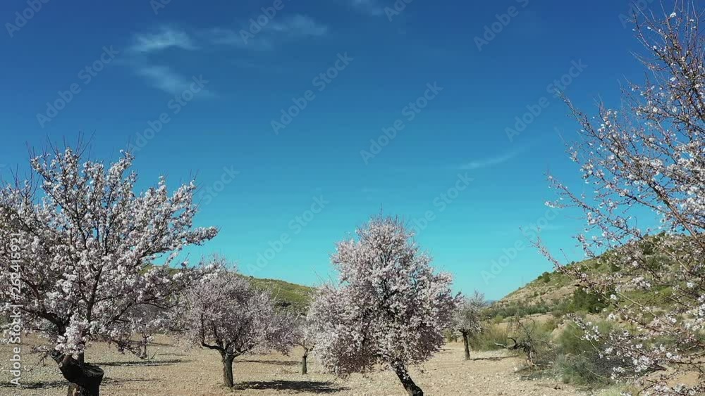 aerial view of almond tress in bloom aerial view of almond tress in bloom