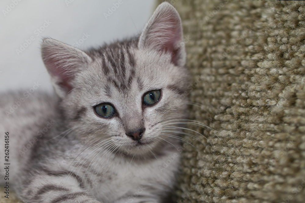 gray striped spotted kitten cute sitting on green pillows and looking with shiny eyes white background greeting card