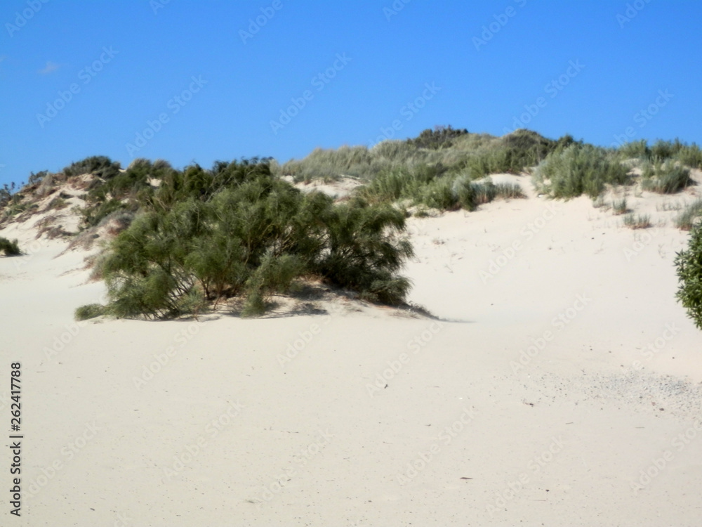 Deserted beach dunes on windy day