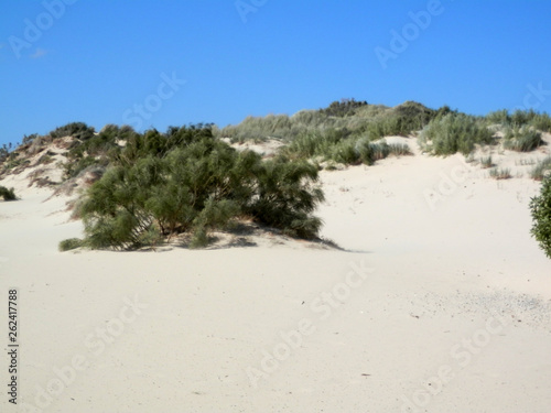 Fototapeta Naklejka Na Ścianę i Meble -  Deserted beach dunes on windy day