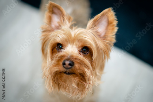 Yorkshire Terrier Puppy Posing for a Picture © Stowen