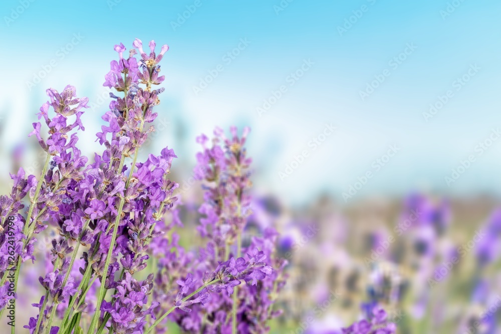 Fototapeta premium Lavender.