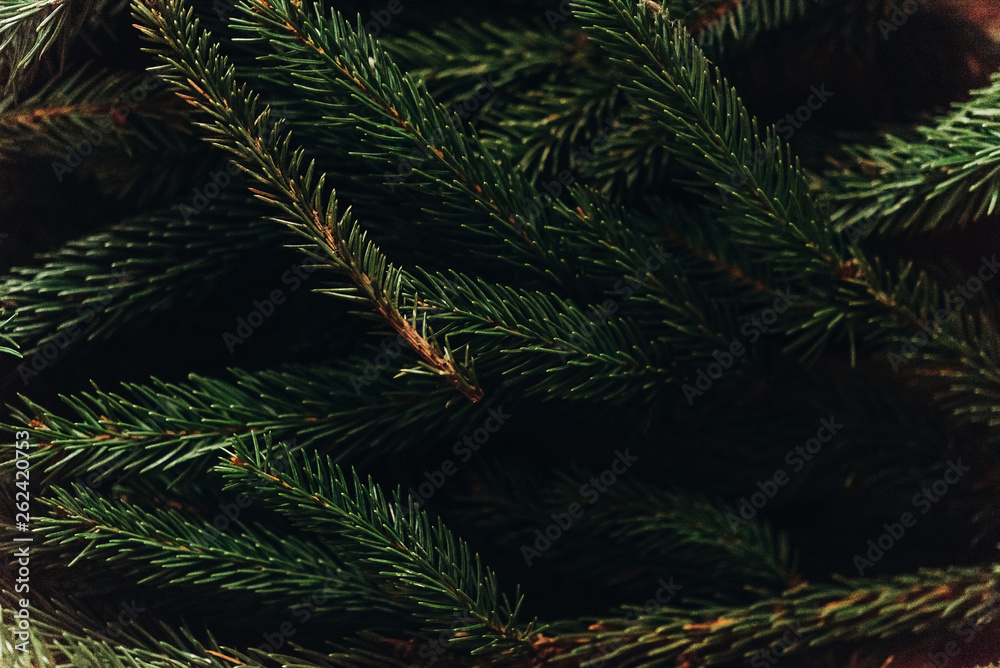 green fir branches. decorating christmas tree in room. home preparation. rustic concept green fir branches. decorating christmas tree in room. home preparation. rustic concept
