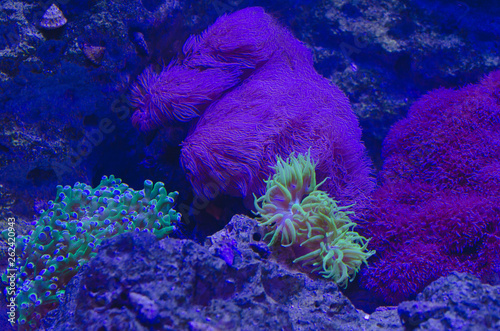 The glowing and colorful coral reef on the sea bottom floor. 