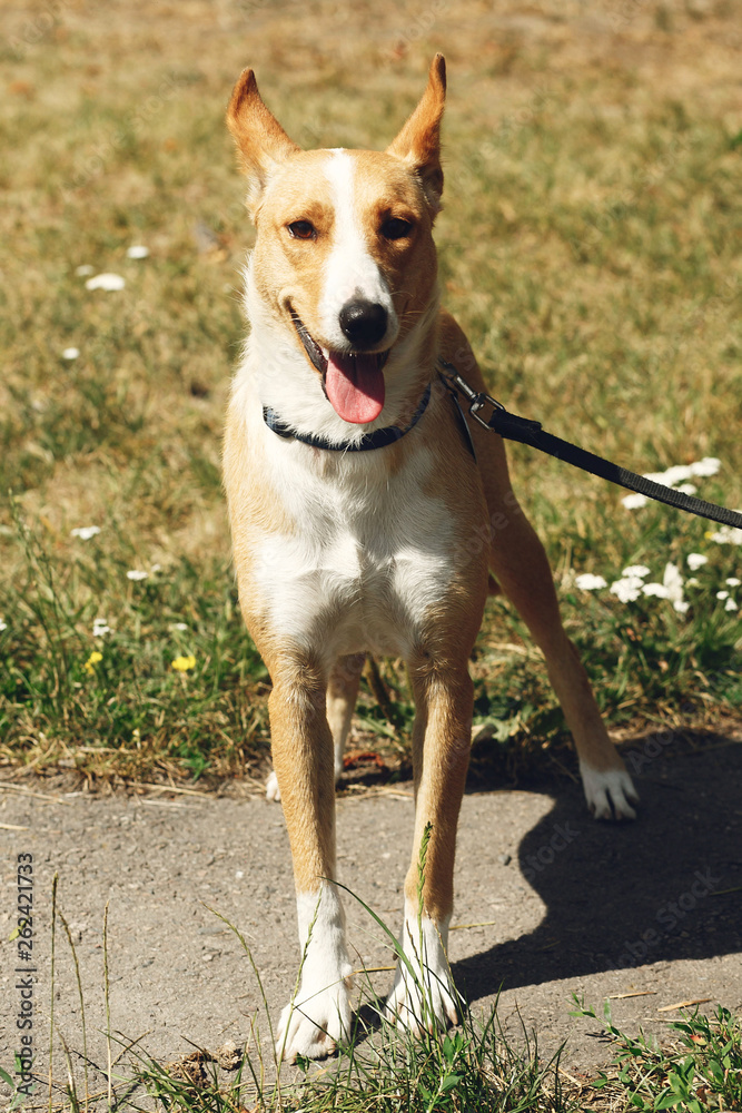 big yellow dog from shelter in belt posing outside in sunny park, smiling, adoption concept
