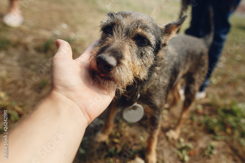 hand of man caress cute little black fluffy dog from shelter in belt posing outside in sunny park, adoption concept