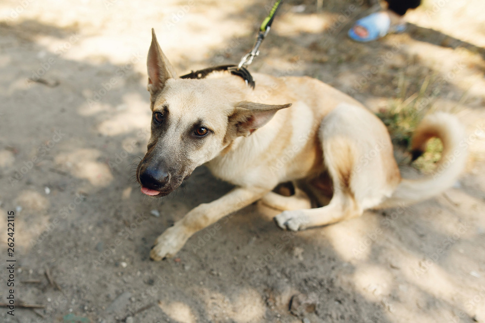 big brown scared dog from shelter posing outside in sunny park, adoption concept