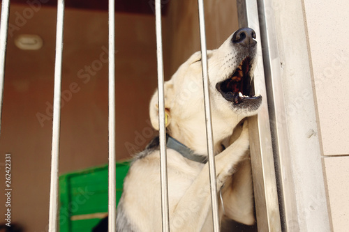 labrador puppy howling through shelter cage, sad emotional moment, adopt me concept, space for text