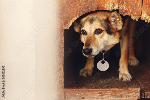 sad looking eyes of big dog in kennel shelter cage, sad emotional moment, adopt me concept, space for text