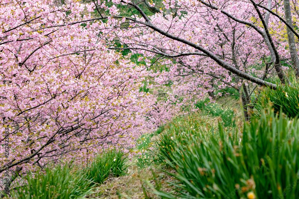 佐久間ダムの河津桜　千葉県安房郡鋸南町