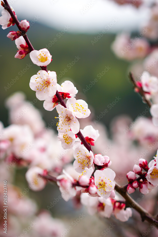 Japan Plum Blossom