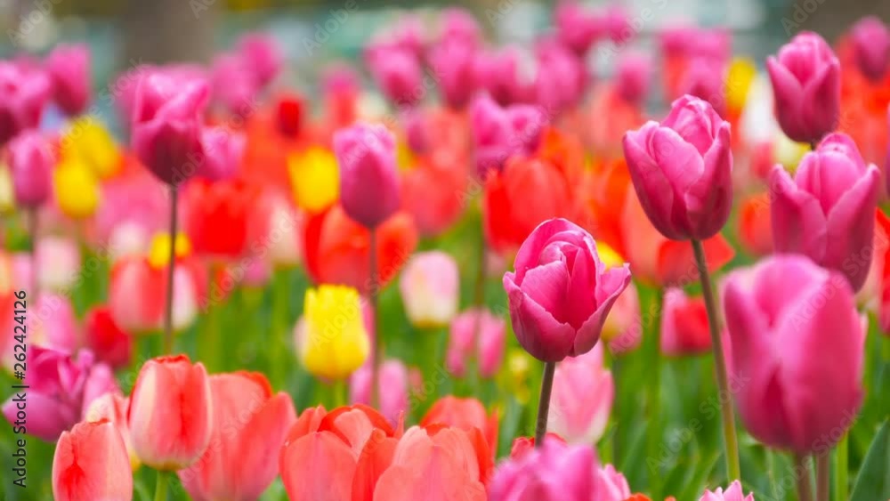 colorful tulips bloom in the garden colorful tulips bloom in the garden
