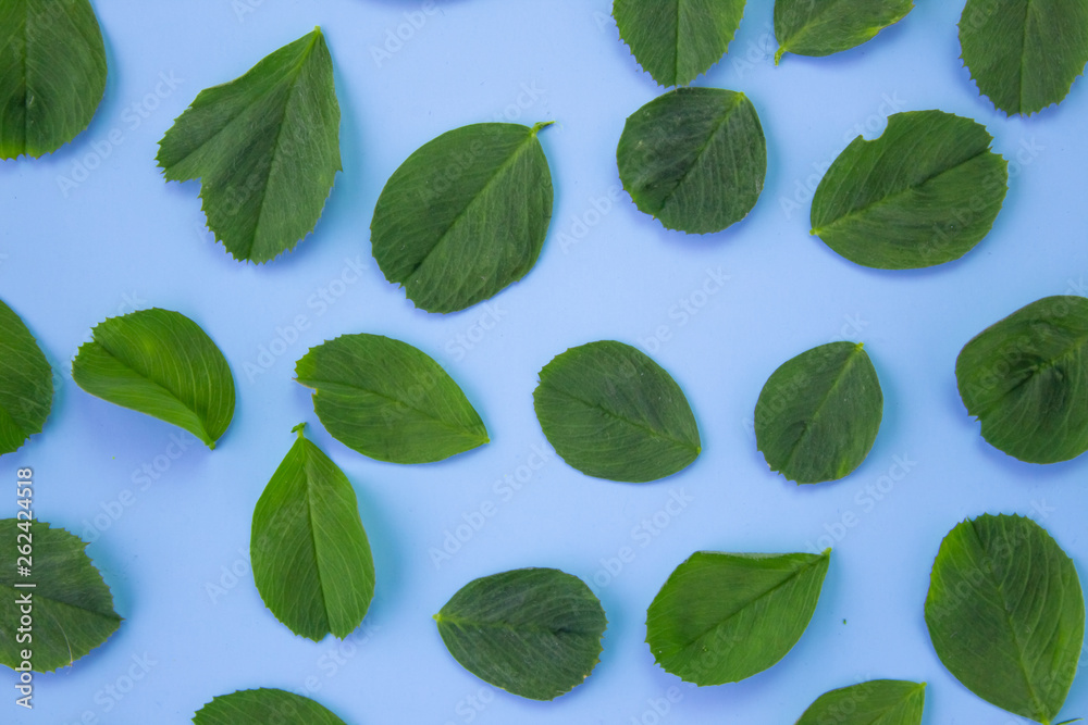 Beauty background with leaves on pastel blue. Top view, flat lay. Beauty background with leaves on pastel blue. Top view, flat lay.