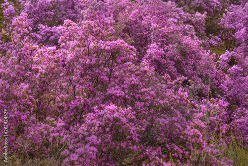 rhododendron mountain spring sakura siberian