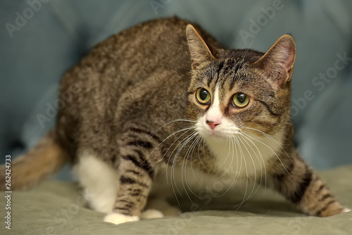 brown and white shorthair cat