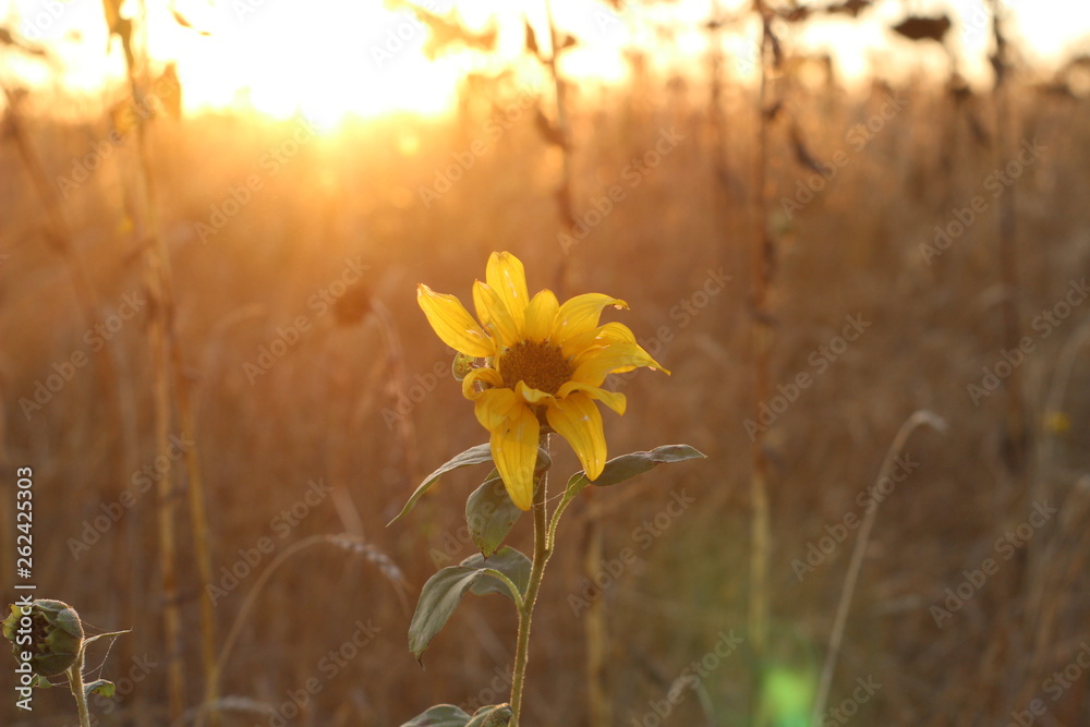 Young yellow sunflower in the field at sunset