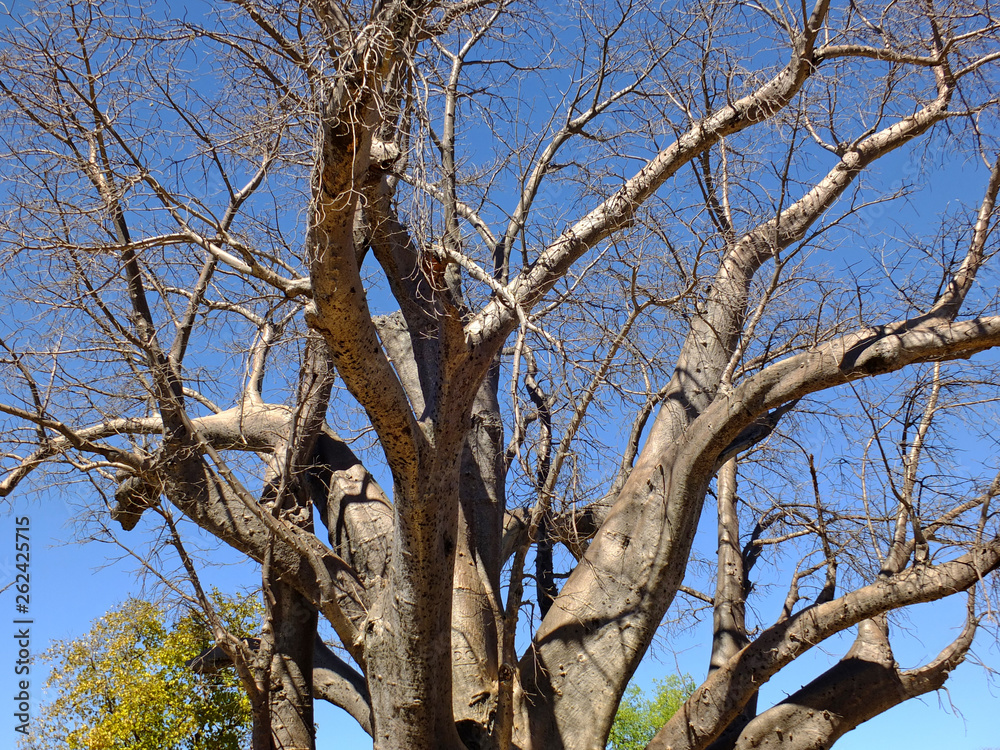 Fototapeta premium Baobab, Africa