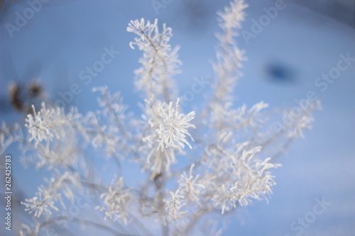 Snowy twigs of shrubs in winter in the cold