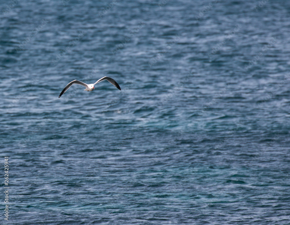 Seagull in flight on blue sea