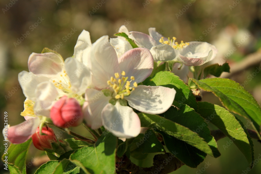 Beautiful blossoms from the apple tree Beautiful blossoms from the apple tree