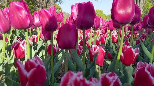 tulips in the garden