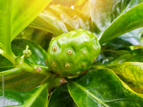 Noni fruit herbal medicines / fresh noni on tree - Other names Great morinda, Beach mulberry