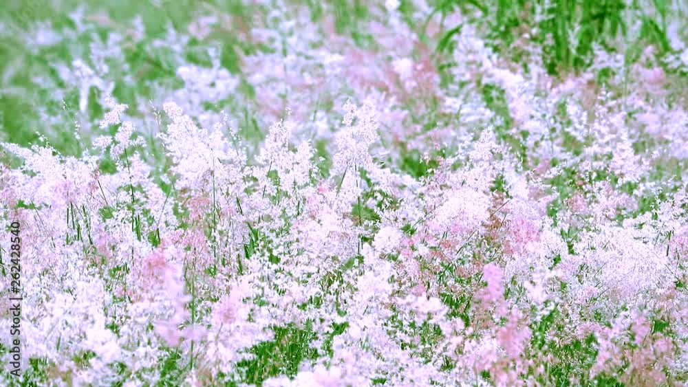 red and white color of grass flowers move by wind in field red and white color of grass flowers move by wind in field