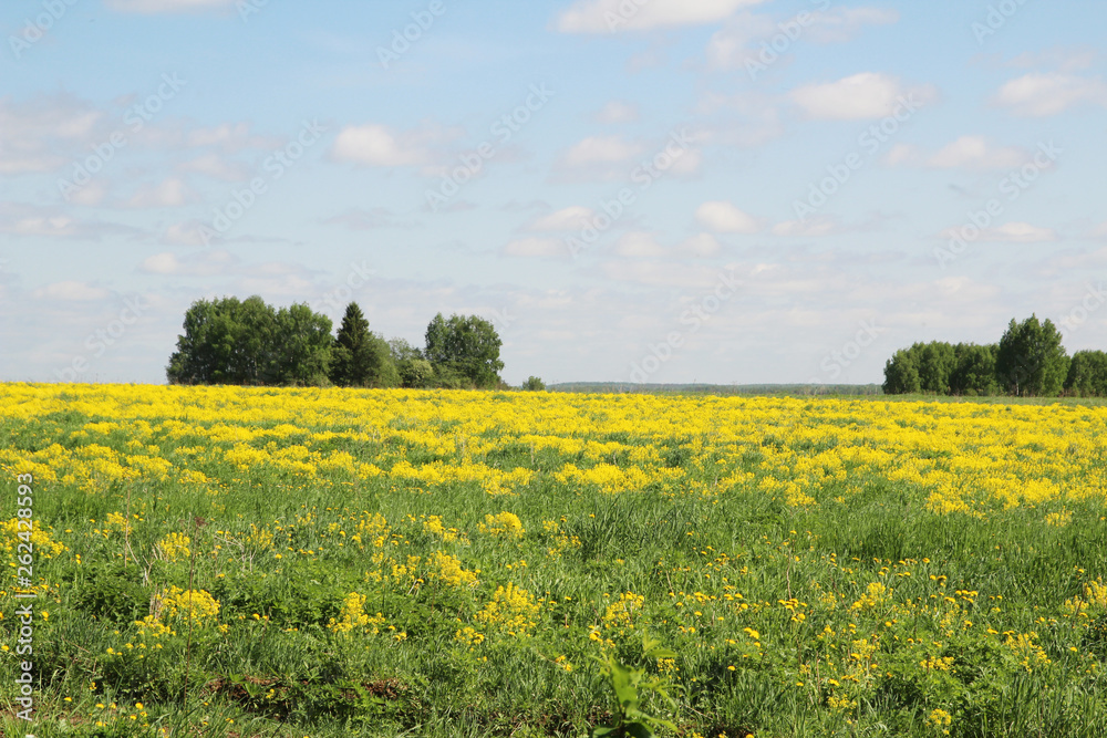 Field of rapeseed in Kostroma region, Russia