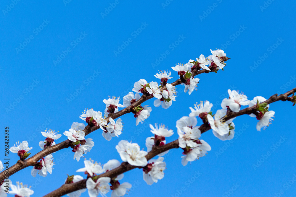 Beautiful blooming blossom buds and flowers on fruit trees cherry peach apricot in picturesque spring close up Beautiful blooming blossom buds and flowers on fruit trees cherry peach apricot in picturesque spring close up