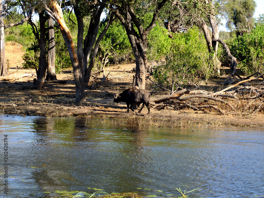 Botswana, Zambezi River, Africa, Safari & Cruise Botswana, Zambezi River, Africa, Safari & Cruise