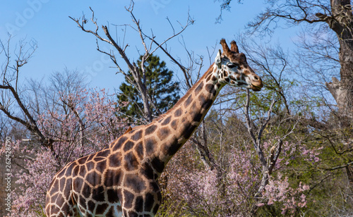 Photography giraffe in wildlife