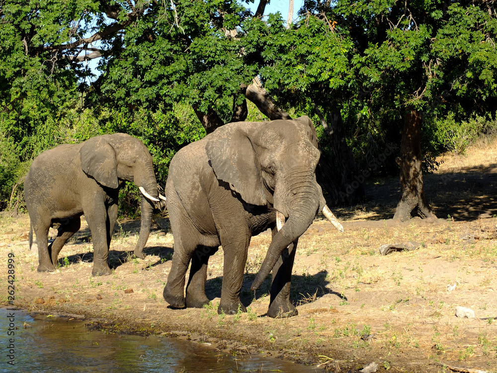 Fototapeta premium Botswana, Zambezi River, Africa, Safari & Cruise