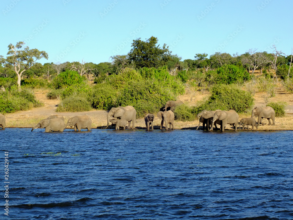 Obraz premium Botswana, Zambezi River, Africa, Safari & Cruise
