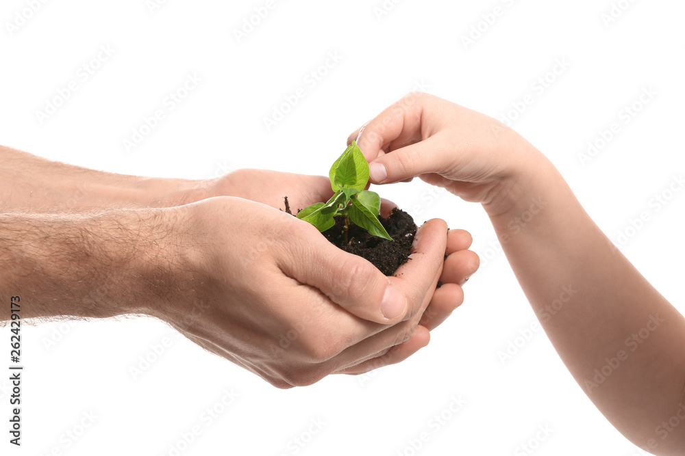 Hands of man and child with young plant on white background Hands of man and child with young plant on white background