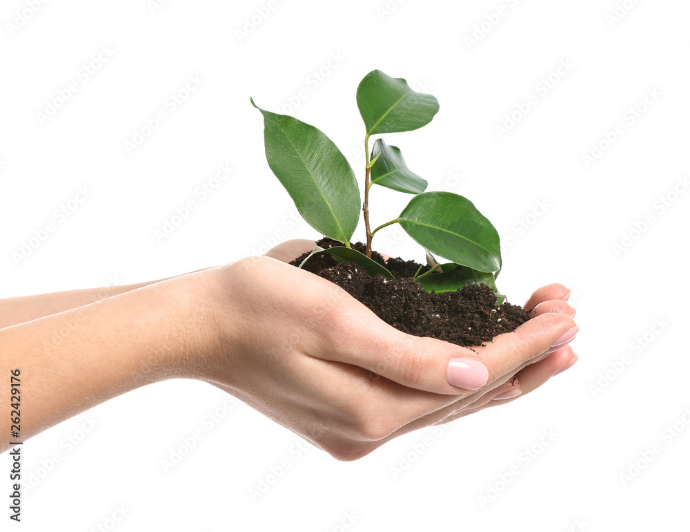 Female hands with young plant on white background Female hands with young plant on white background