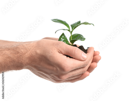 Male hands with young plant on white background